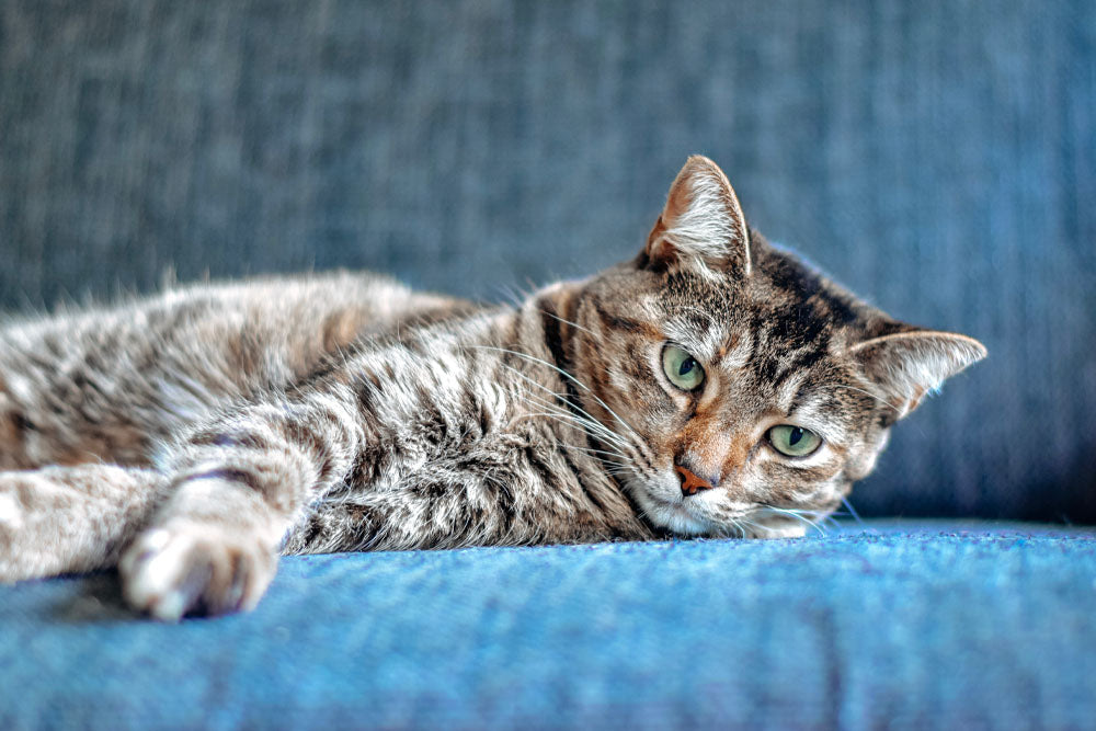 Can I Leave My Cats Alone for a Week? – Catnetting
