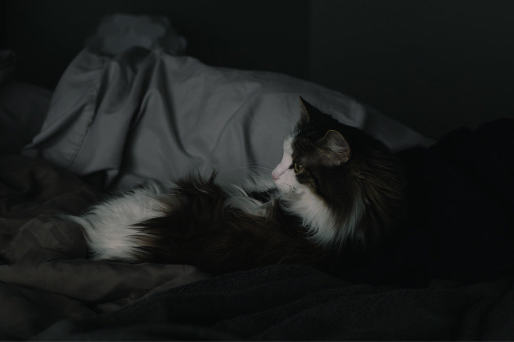 Why Is My Cat Annoying At Night