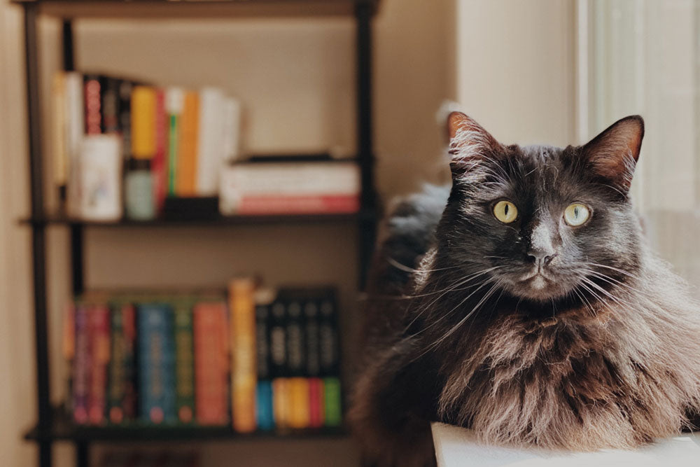 How Do I Keep My Cat Happy at Home?