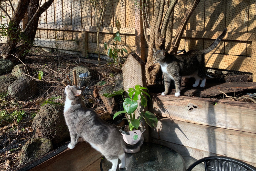 Should I Let My Cat Outside?