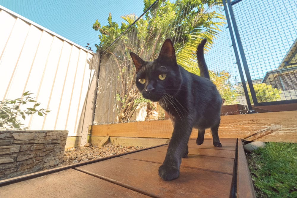 Knuckles Cat.net Catnets | Cat Netting, Cat Nets, Cat Runs, Cat Containment – Catnetting