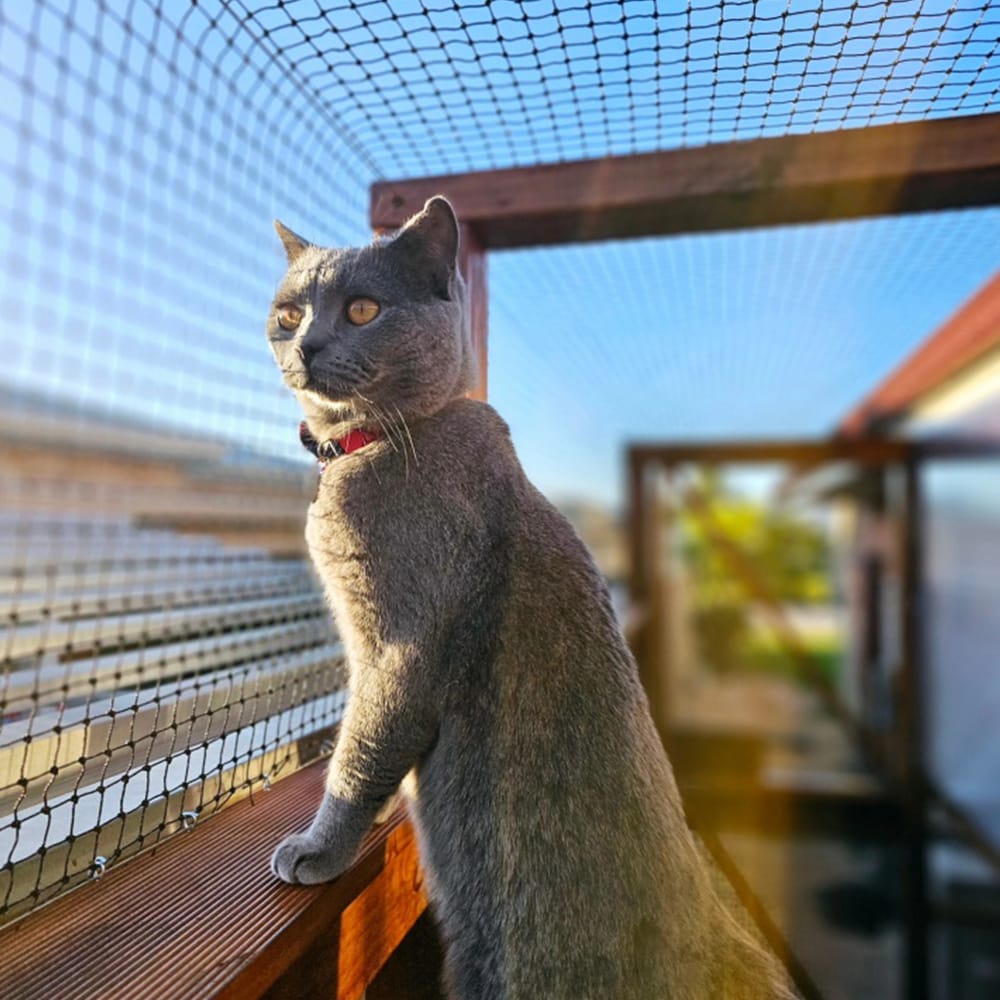 Black cat netting installed across a backyard deck