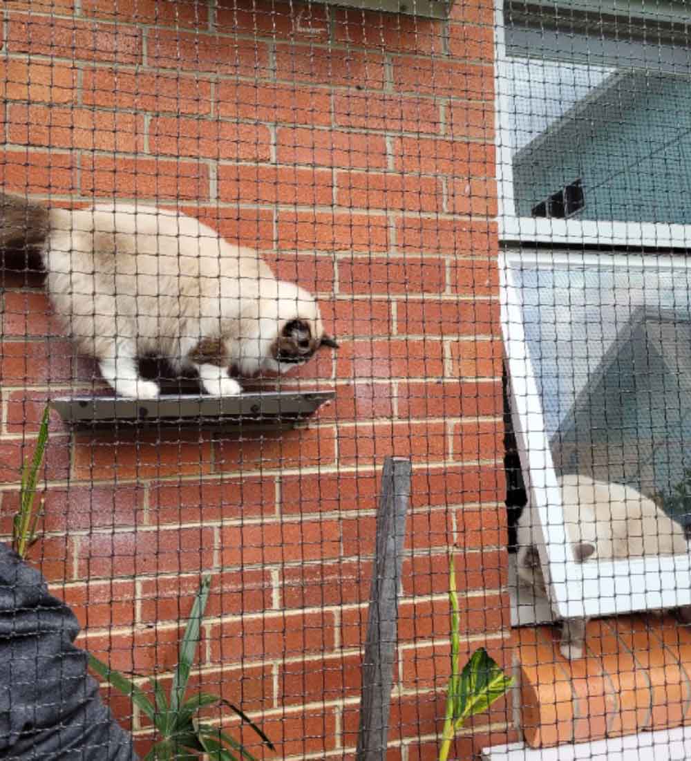 Carpeted Cat Climbing 