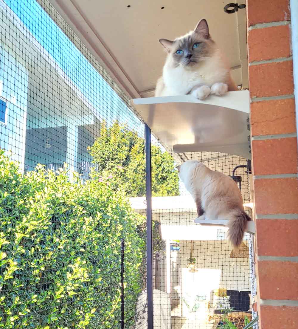 Carpeted Large Cat Climbing Platform - White – Catnetting
