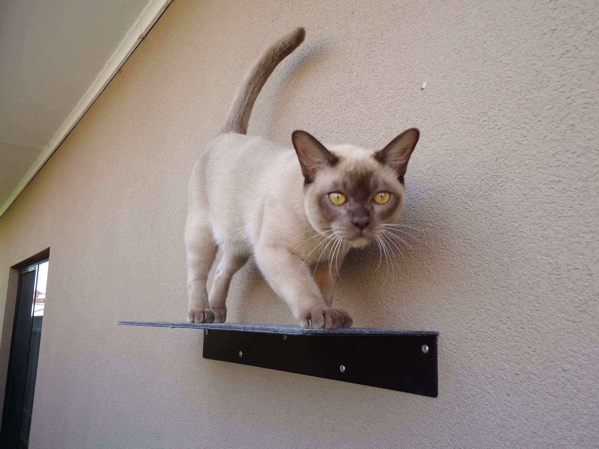 Cat Ramps On Walls