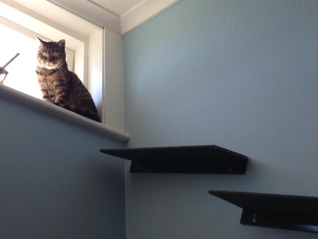 Catnets SKYWALKS Cat Climbing System Carpeted Cat Climbing "Ramp" - Black
